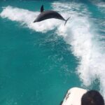 jojo the dolphin in turks and caicos