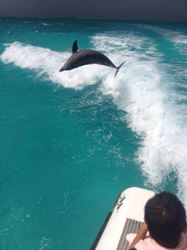 jojo the dolphin in turks and caicos