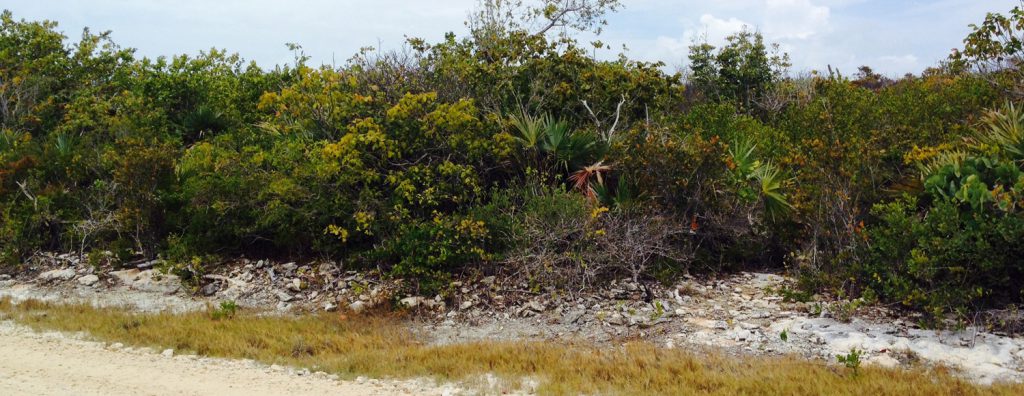 long bay beach road land to buy in turks and caicos