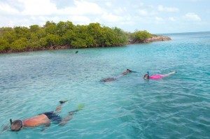 snorkelinginturksandcaicos